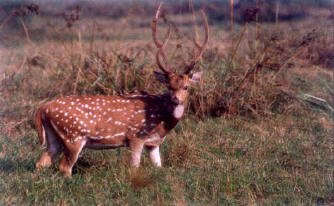 Kanha - spotted Deer